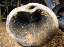This is what a bad/infested sewer line looks like!