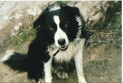 Riley