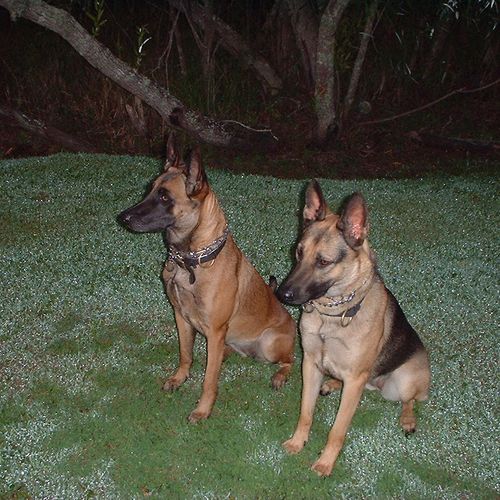 Mature Malinois and German Shepherd's dog waiting 