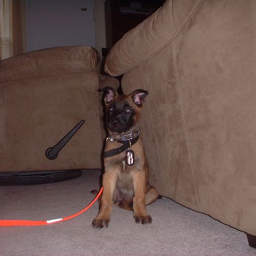 Young Malinois pup learning to sit and wait.