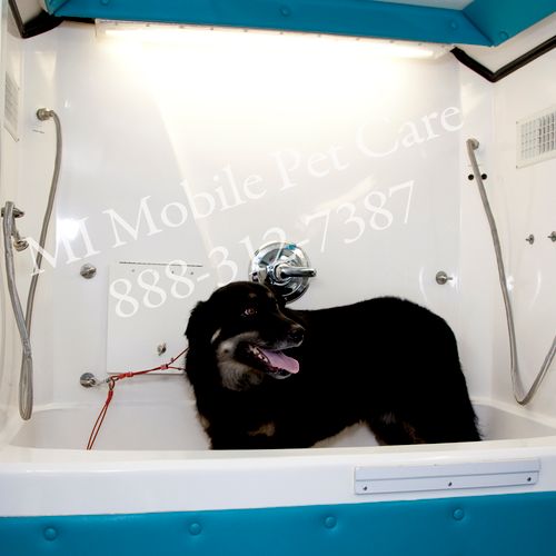 Athena, a 70# shepard/lab mix, loves bath time! He