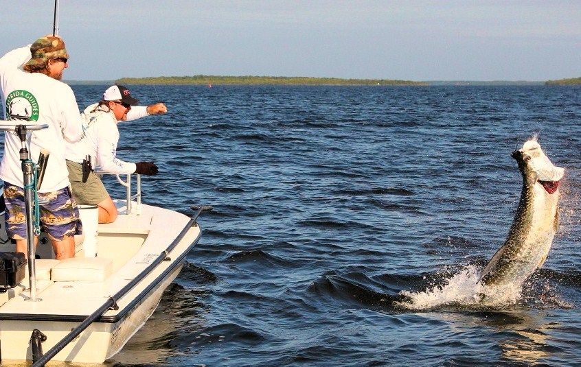 Tarpon