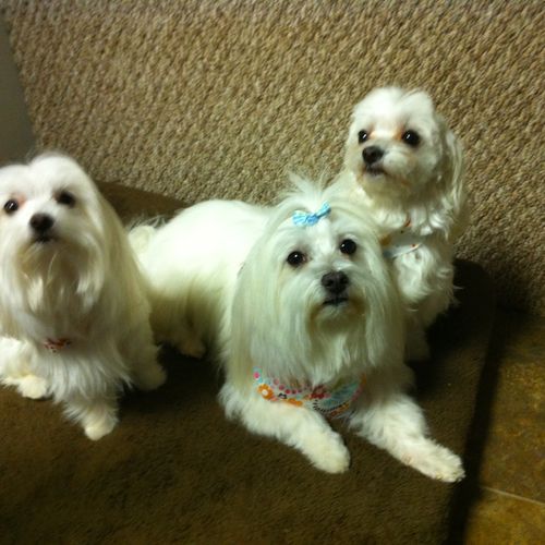 Three of our favorite Maltese puppies!