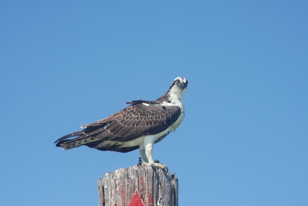 Osprey in the Everglades