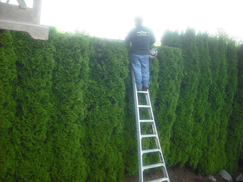 Trimming & Pruning
