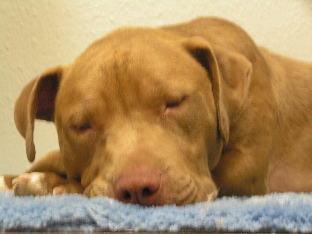 Buddy, one of our house, dogs napping.