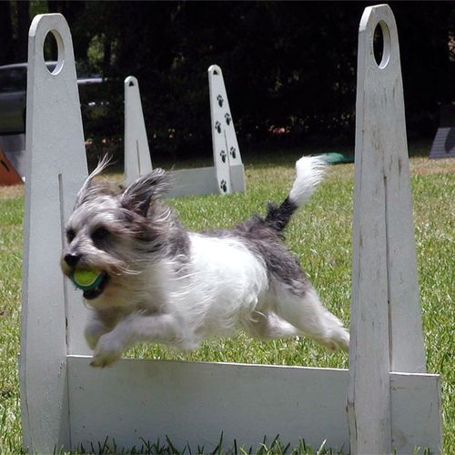 Flyball is fun!
