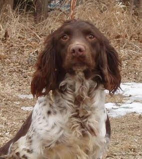 English Springer Spaniel Nebraska