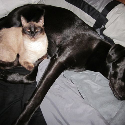 YES, your cat and dog can get along!!!!