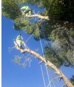 Tree Removal Experts