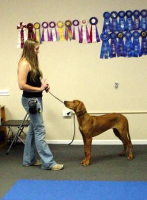 Puppy Conformation