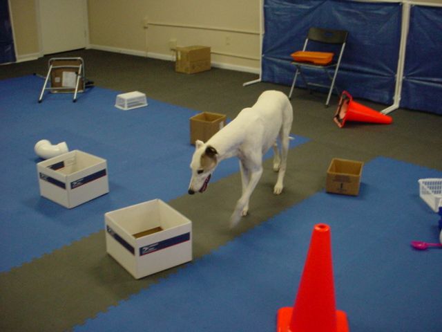 Fun Nosework