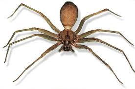 Fiddleback / Brown Recluse Spider