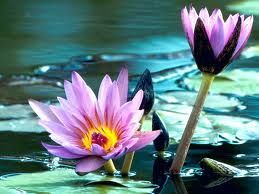 Water lily: Master healer; cultivates intuitive ab