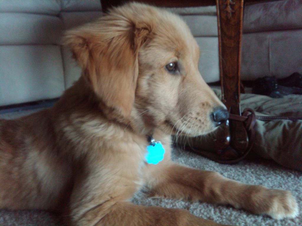 Dancer at 12 weeks
