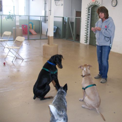 This Doberman owner got all the dogs in class to l