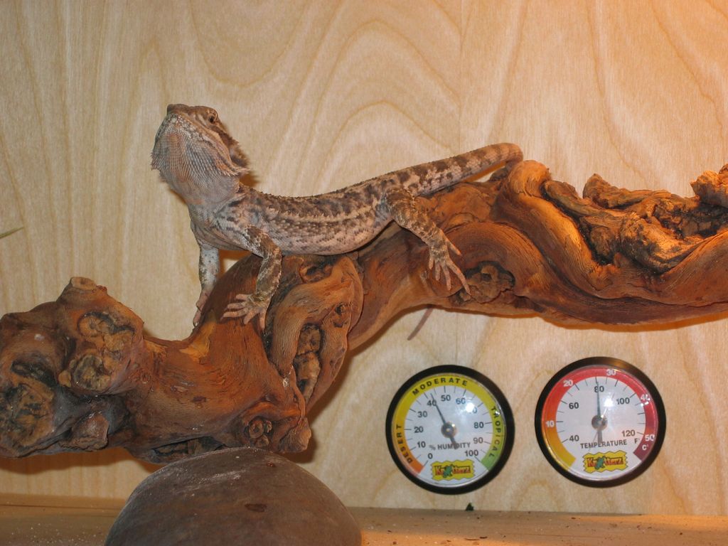 Bearded Dragon