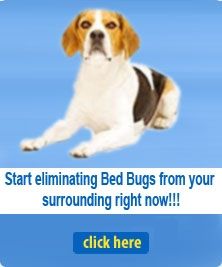 Bed Bug Dogs NYC