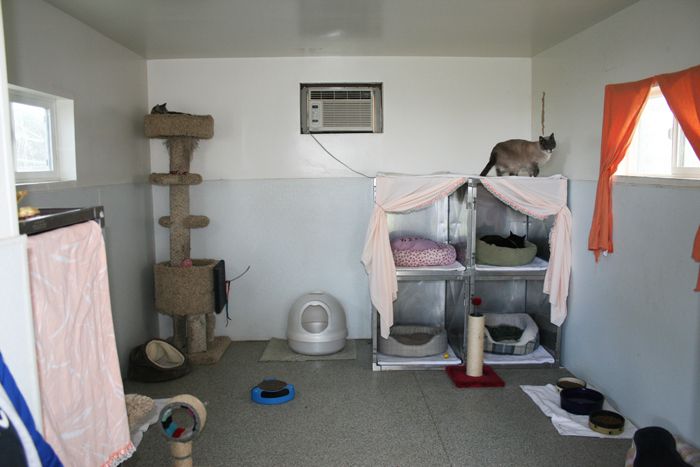 One of our cozy cat cabins.
