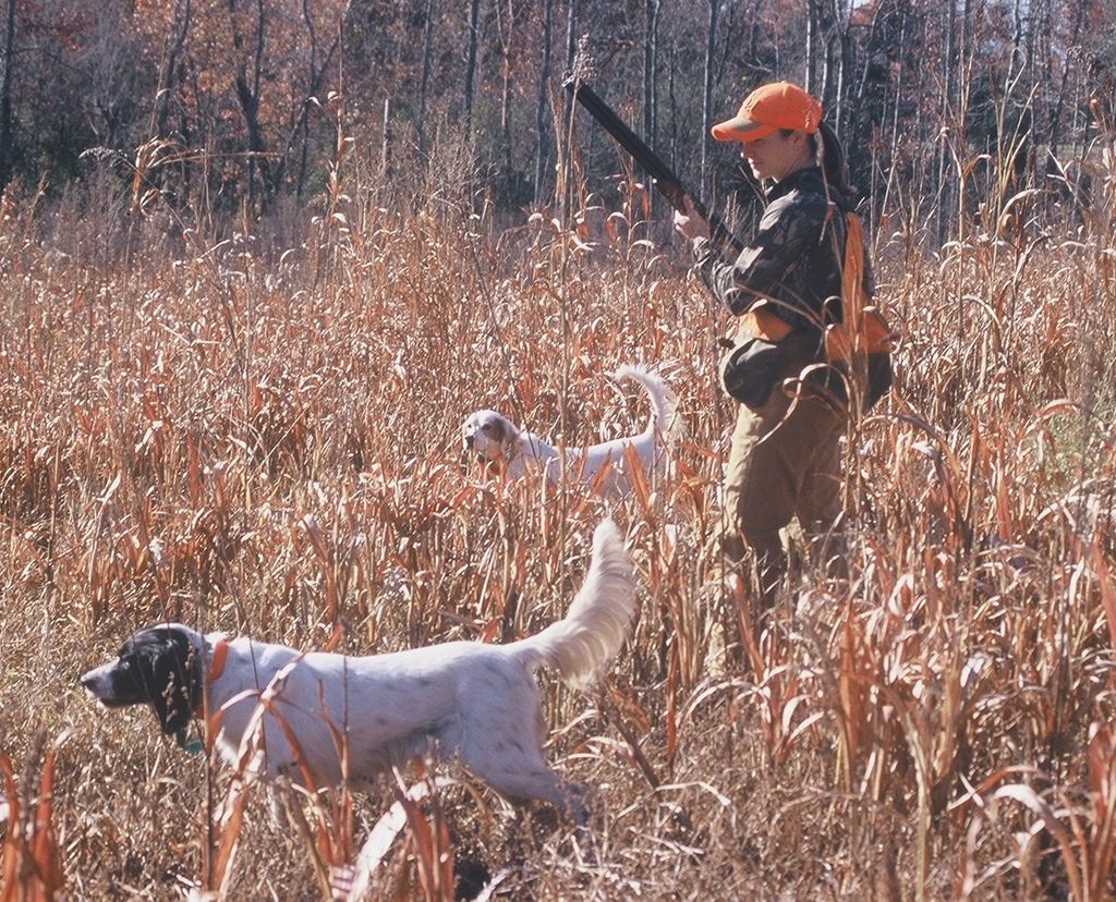 Upland quail hunt.