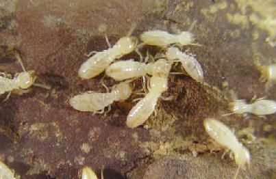 Termite Control - liquid or bait