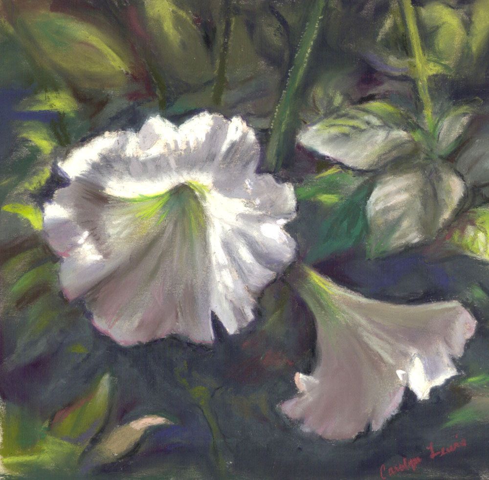5 x 7 pastel "White Petunias"