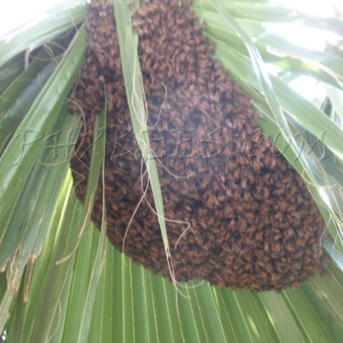 Bee Swarm On Palm Tree removed alive and relocated