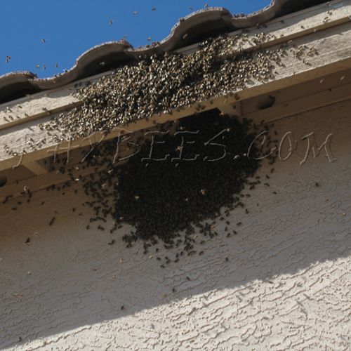 Strange Bee Swarm Just Arriving On A House, these 