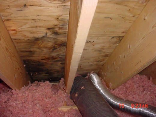 Dryer vent in attic causes moisture issue.