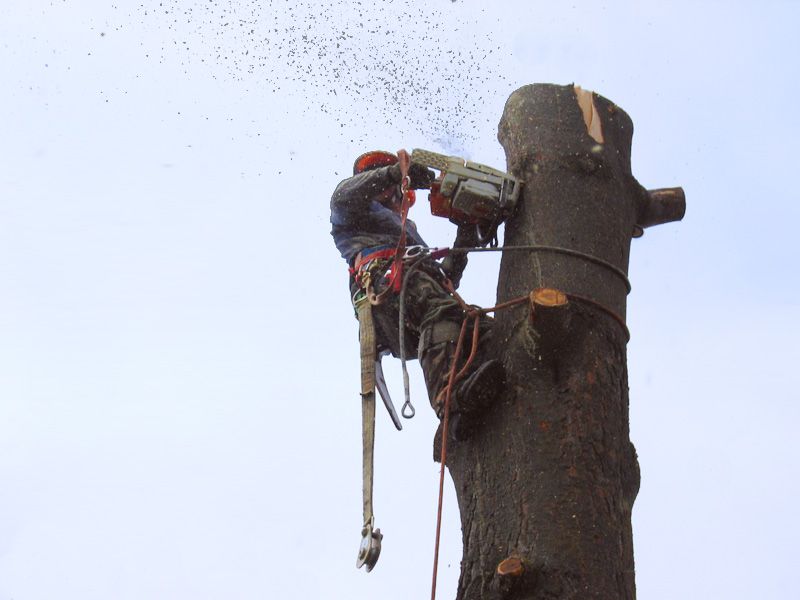 Tree Removal