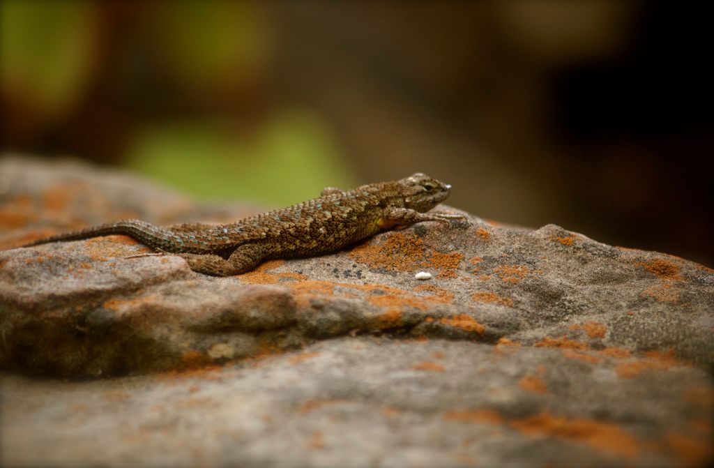 Santa Barbara Botanical Gardens