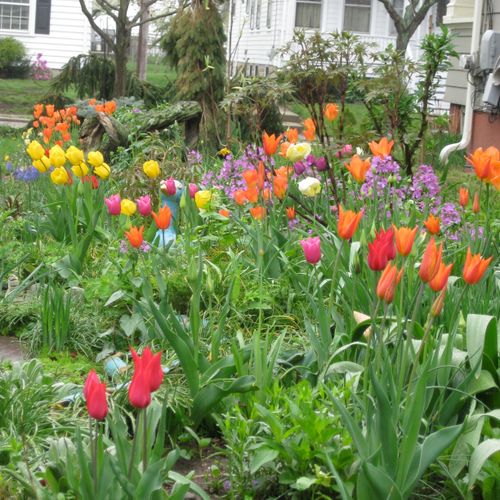 Spring tulips.