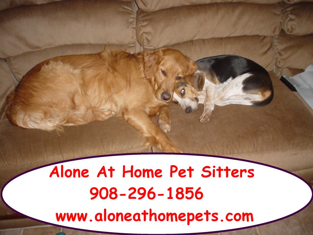 Alone At Home Pet Sitters