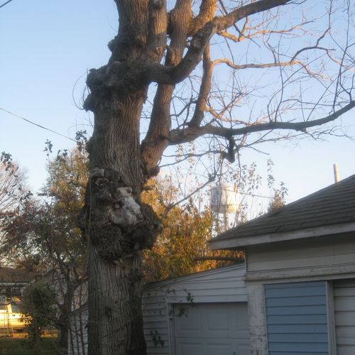 Tree Removal - Prior