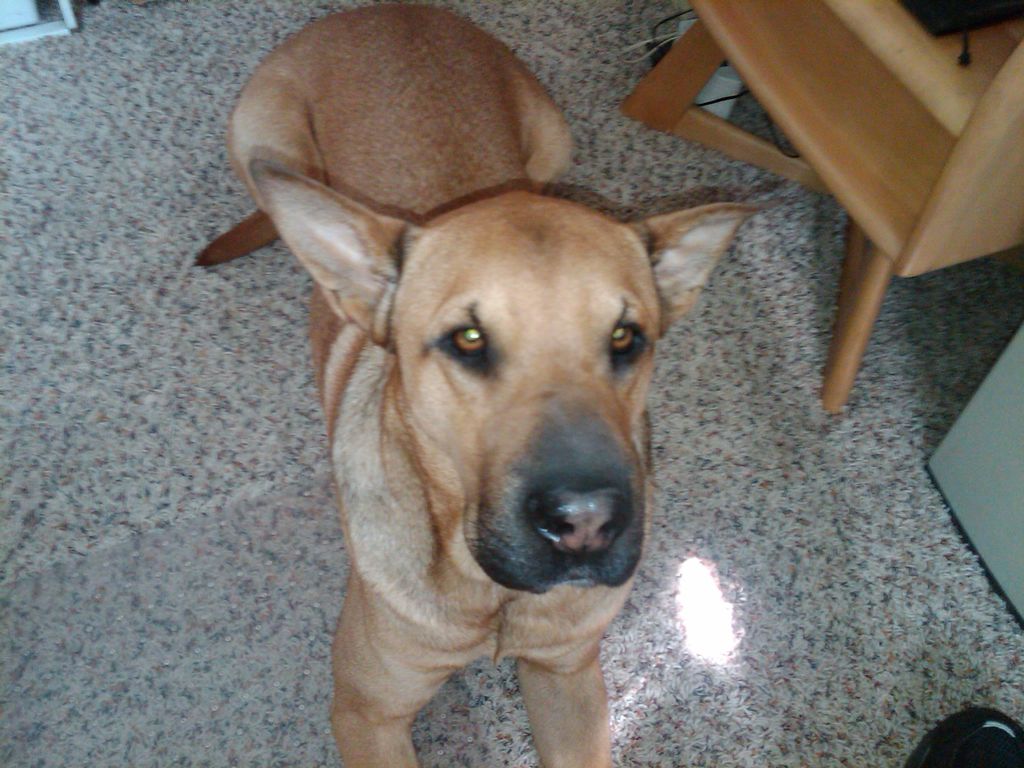 Marmaduke in Training