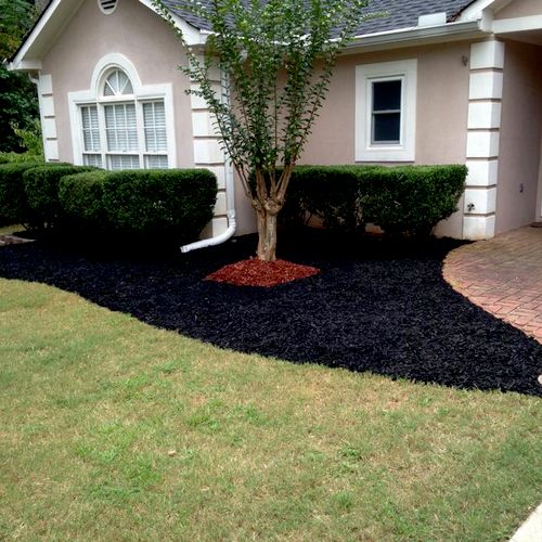 French drain and mulch bed creation. crate myrtle 