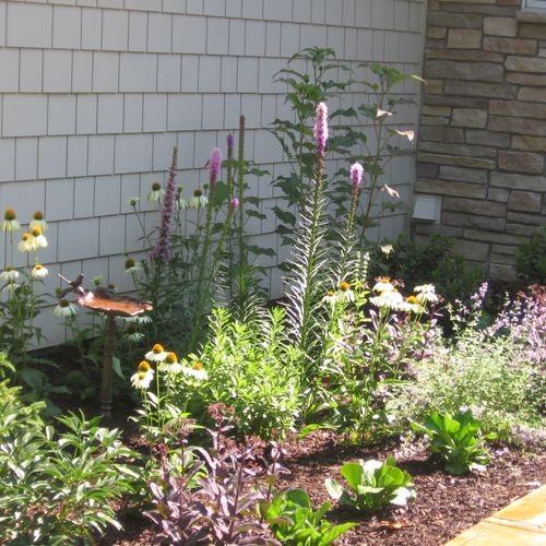 Small native plant garden by the front door on the