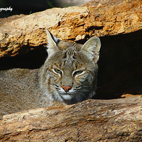Bobcat Hiding in a Log
