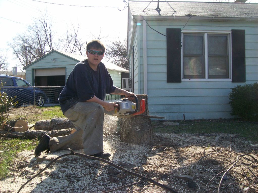 cuting a stump low for the stump grinder to come a