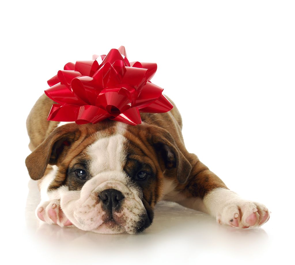 Start Training at 8 weeks Old.