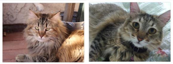 I learned so much about my cats from my reading wi