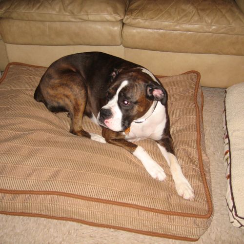 Sleeping in the doggie lounge--sofas, big dog pill