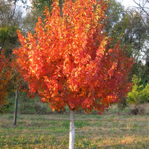 maple fall color
