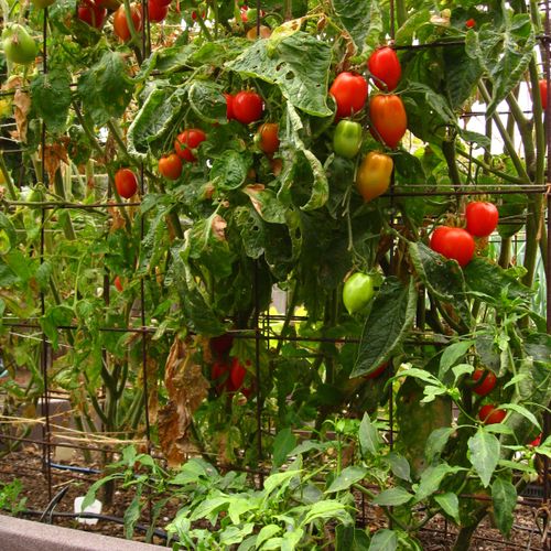 Grow tomatoes in your garden