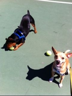 Axl and Rocky two brothers that love to play catch