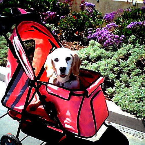 Brownie loves her stroller!