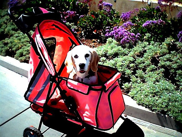 Brownie loves her stroller!