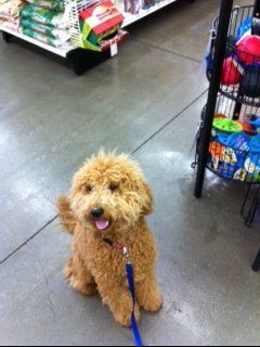 Dixie on a trip w/Paw Pal Dog Walking SF to her fa