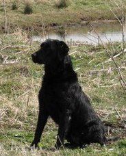 British Labrador Training Omaha