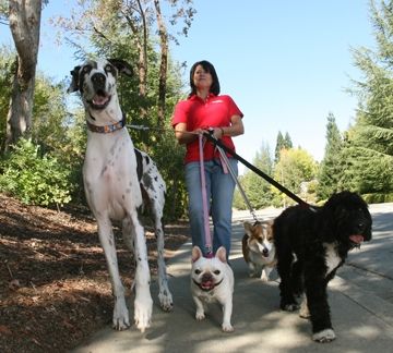 Dog Walks!